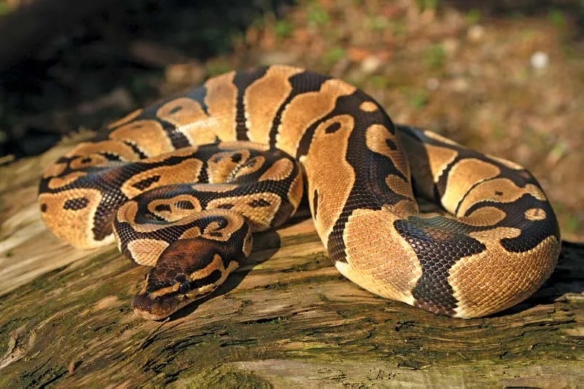 10-foot python found during San Francisco Bay Area sideshow bust