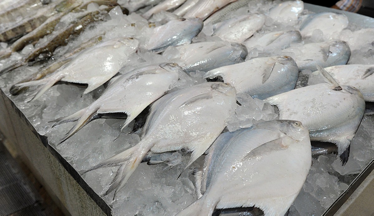 Kuwait fish sales hit 788 tons in the first half year, average price up