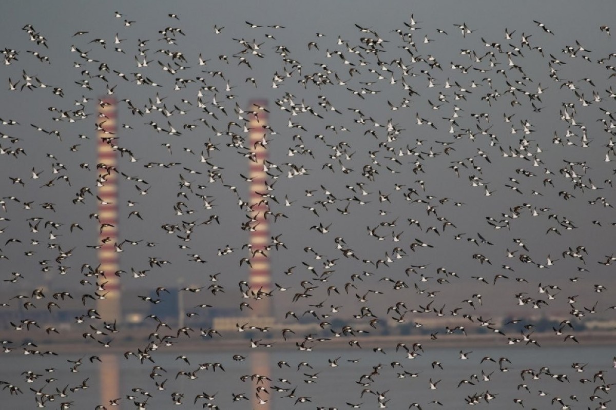 Kuwait&rsquo;s weather alters bird migration