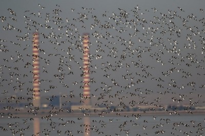 Kuwait’s weather alters bird migration | arabtimes