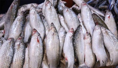 Mullet (Mead) fish scarcity hits Kuwait market | arabtimes
