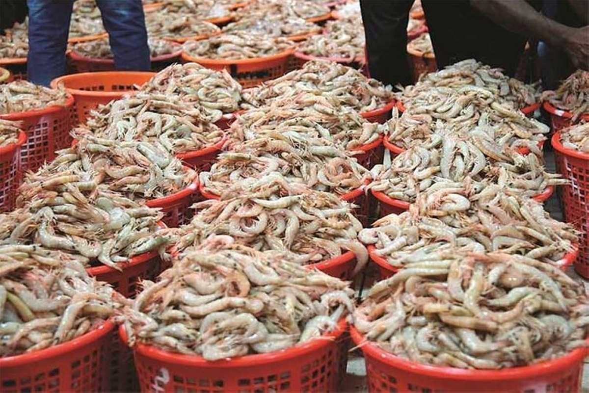 Large supply of imported fish, shrimp arrives at Sharq Market
