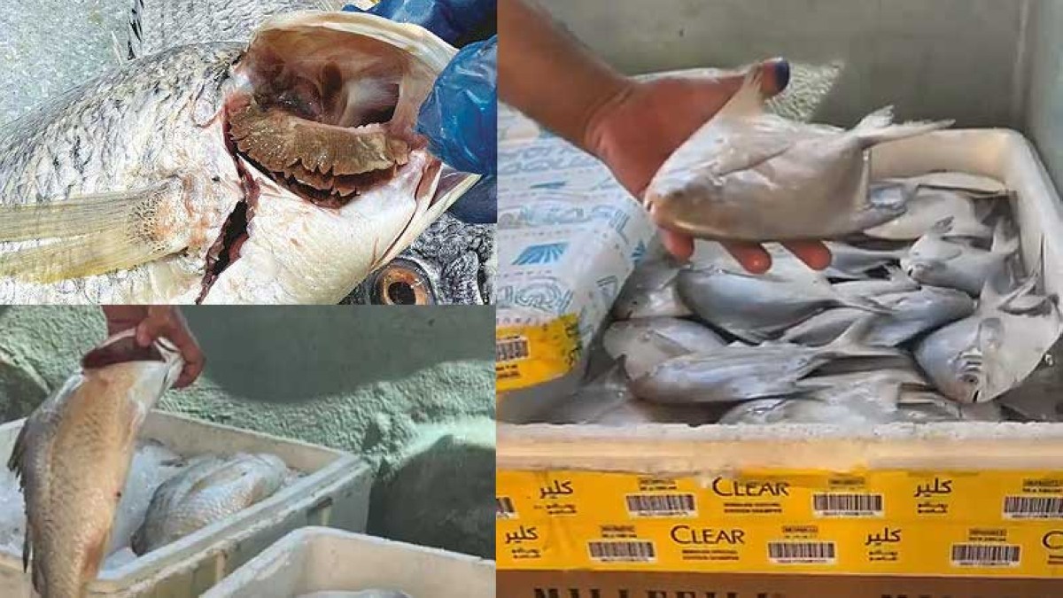 Expired Licenses and Rotten Food Among Violations in Recent Food Safety Sweep