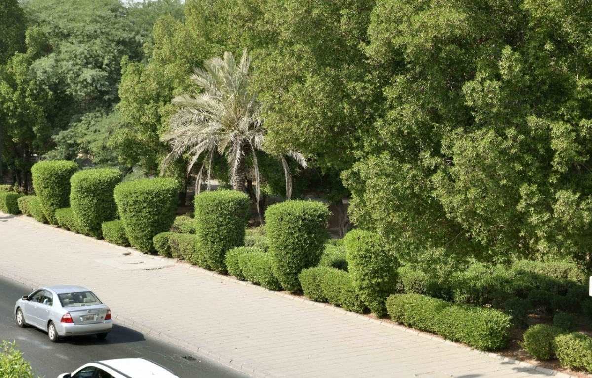 New afforestation plan to transform Kuwait&rsquo;s urban landscape