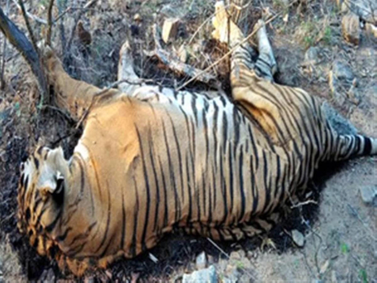 Dead tigers in southern Vietnam test positive For H5N1