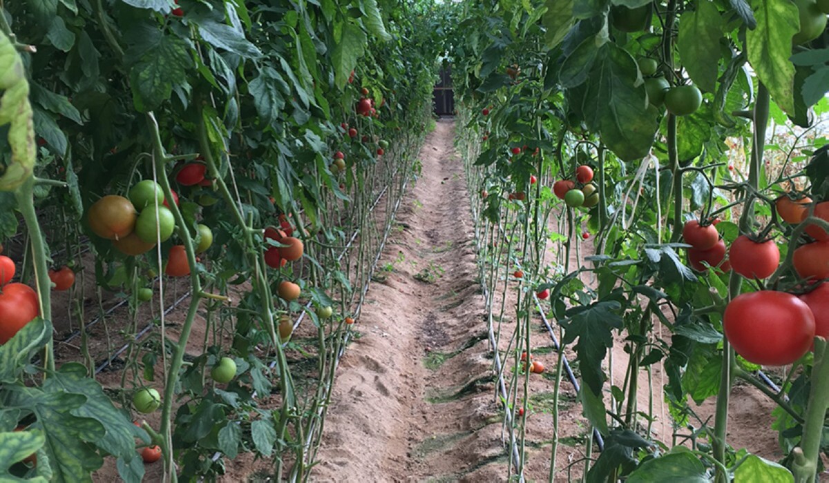 &lsquo;Local products key to Kuwait food security&rsquo;