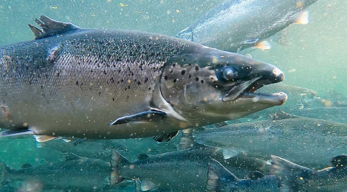 Kuwait Launches Salmon Farming Project to Boost Food Security and Economic Diversification