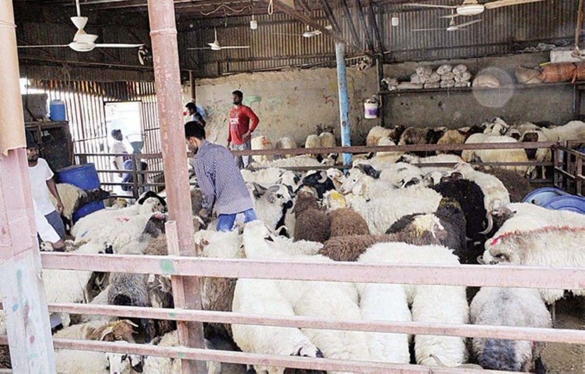 Three Expatriates Arrested for Social Media Fraud in Sheep Sales