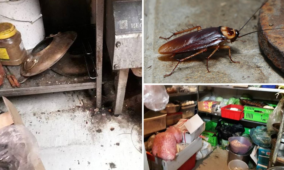 Insect presence and hygiene failures lead to 32 violations in food facilities