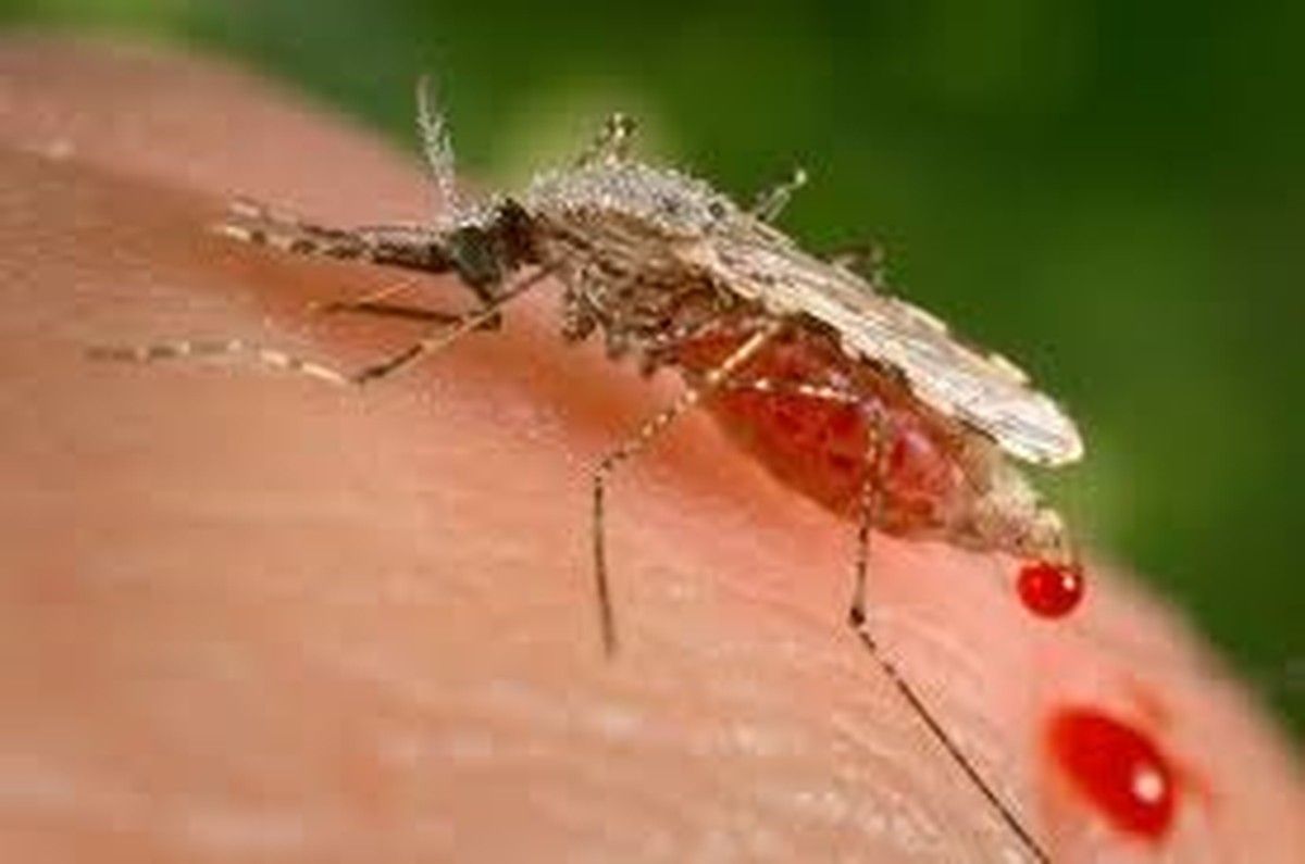 Egypt certified malaria-free by WHO: A historic achievement