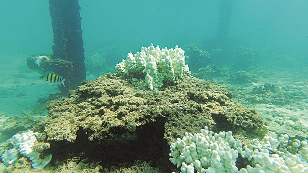 Global collaboration key to addressing climate change: UK official