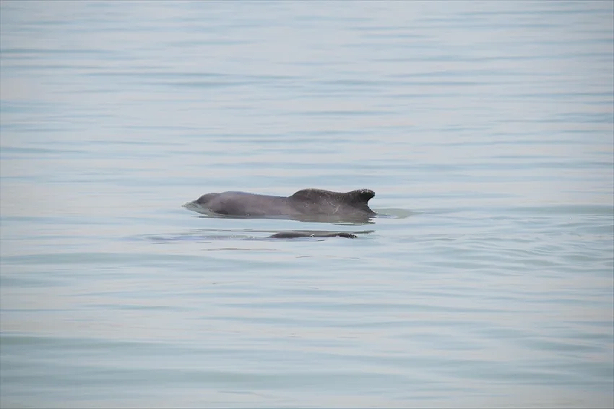 Rare Dolphins Sighted Near Kuwait&rsquo;s Umm Al-Naml Island