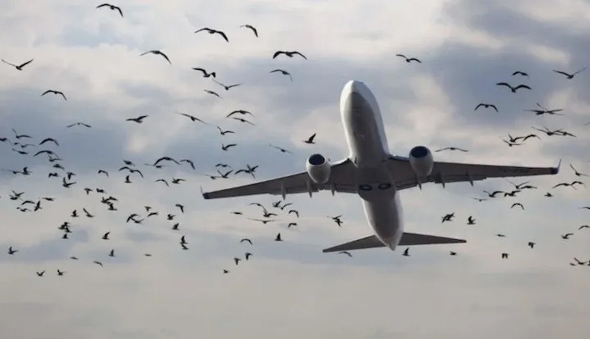 Kuwait Civil Aviation calls for action to address bird threat
