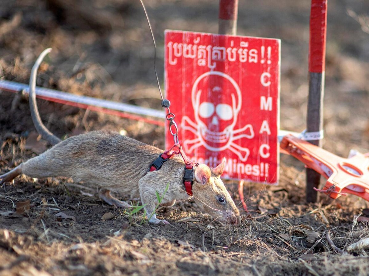 Rat sets new Guinness World Record for sniffing out landmines