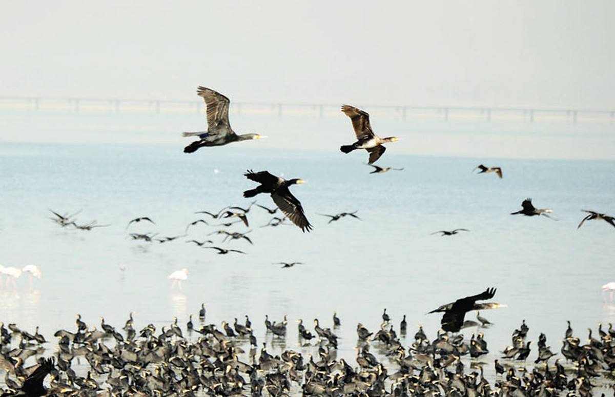 Kuwait key stop for migratory birds: Important habitats identified