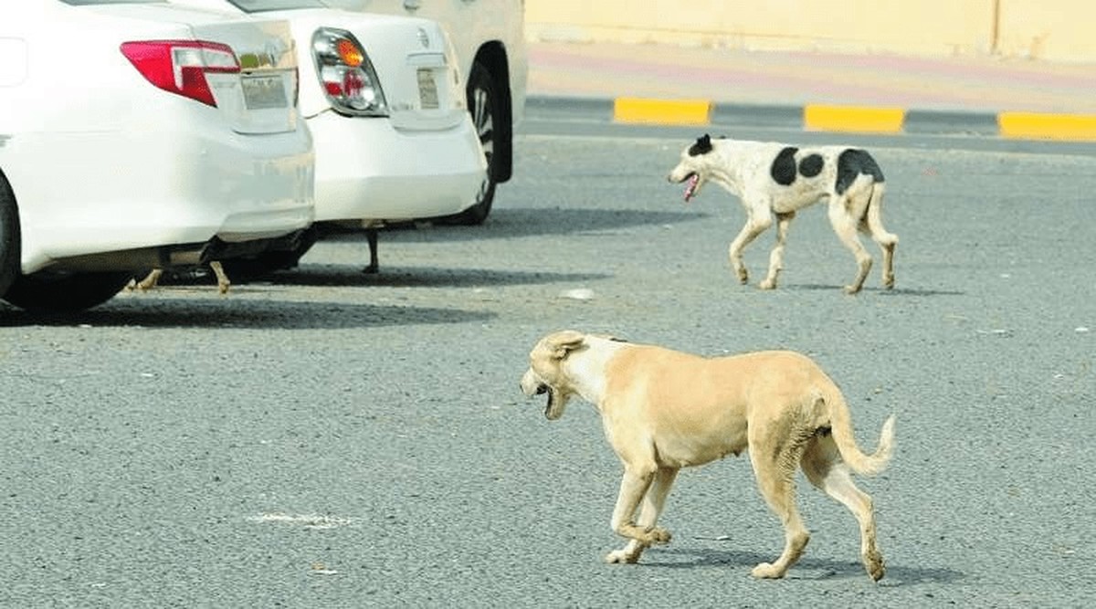 Military officer attacked by stray dogs in Subhan