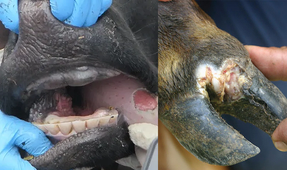 Outbreak of Foot-and-Mouth Disease Affects 1,400 Cattle on 10 Kuwait Farms