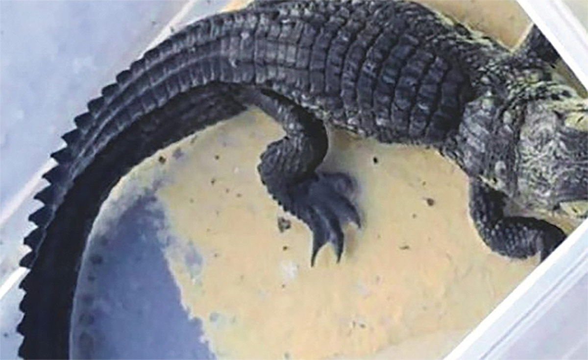 Kuwaiti Arrested with Crocodile at Farwaniya Checkpoint