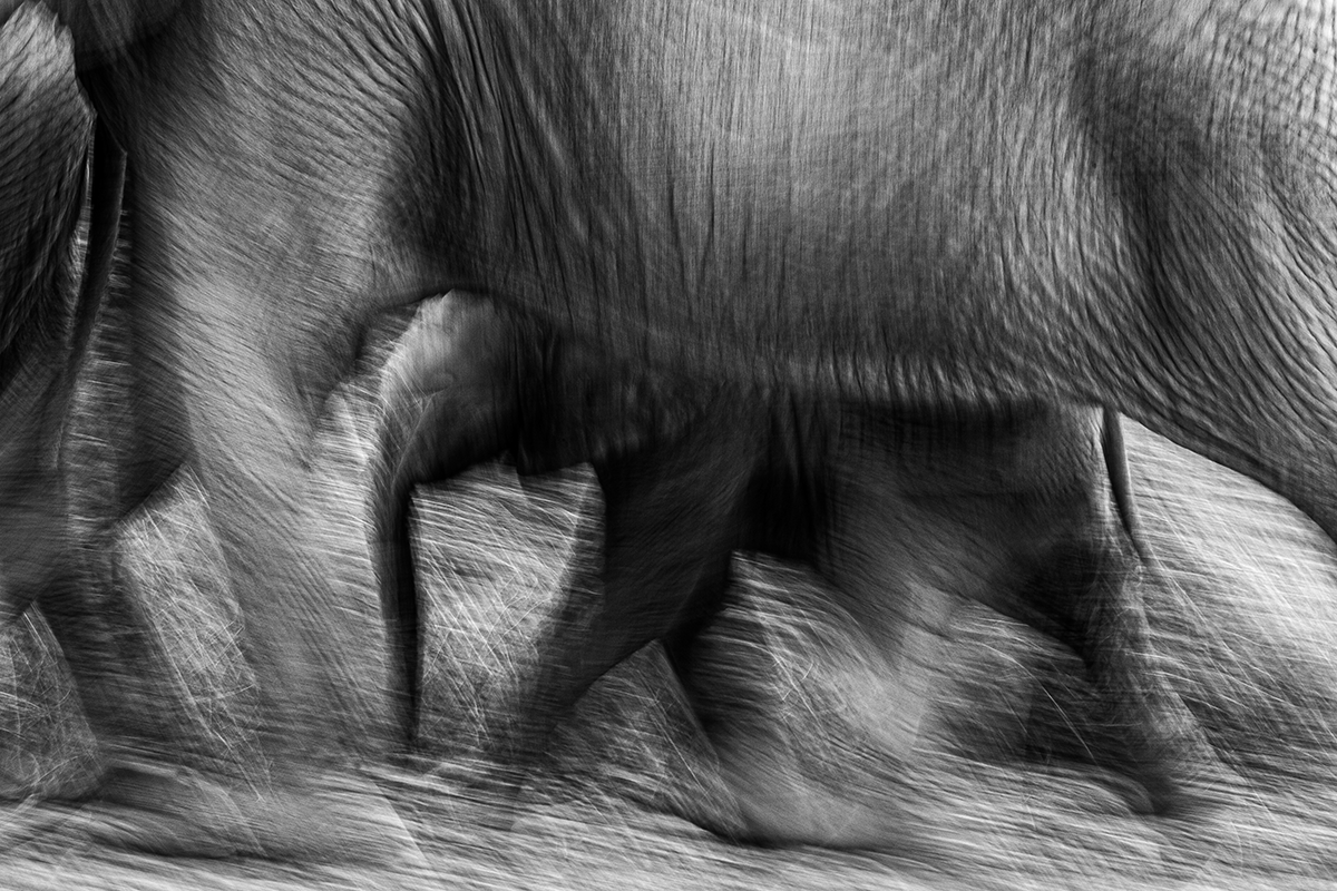 Kuwait&rsquo;s Wildlife Photographer Shines on the Global Stage