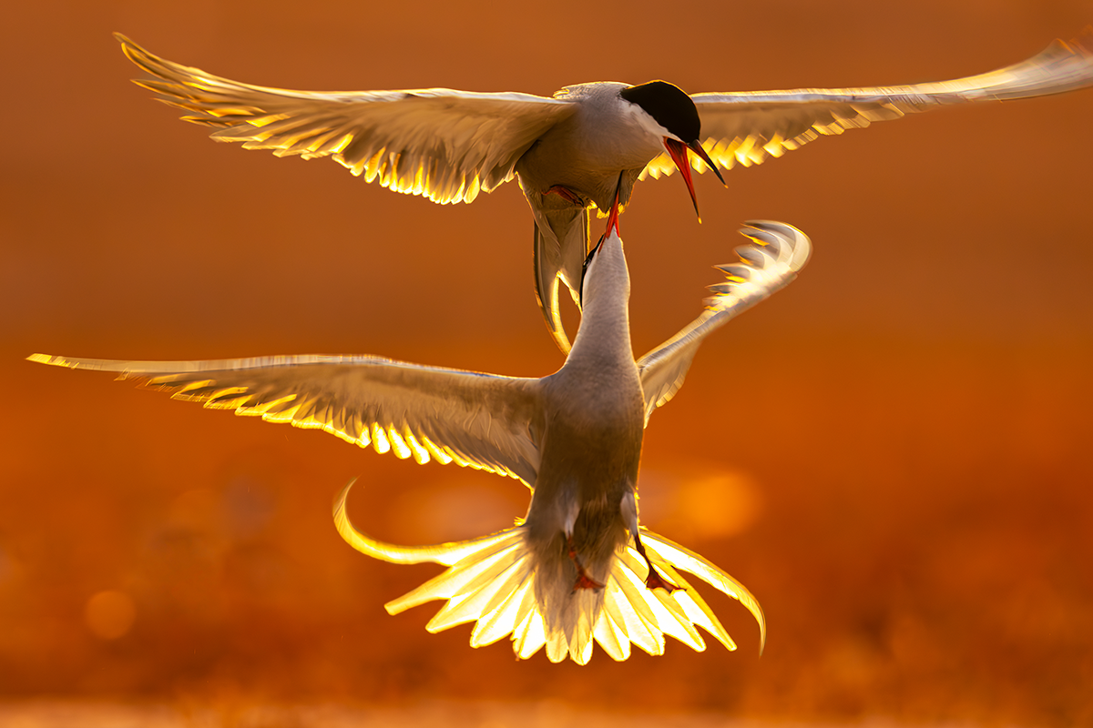 Kuwait&rsquo;s Wildlife Photographer Shines on the Global Stage