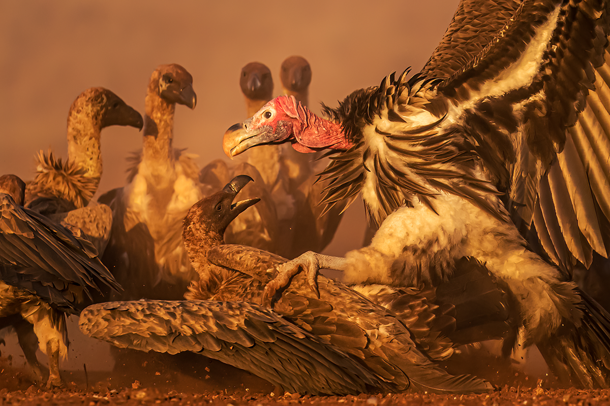 Kuwait&rsquo;s Wildlife Photographer Shines on the Global Stage
