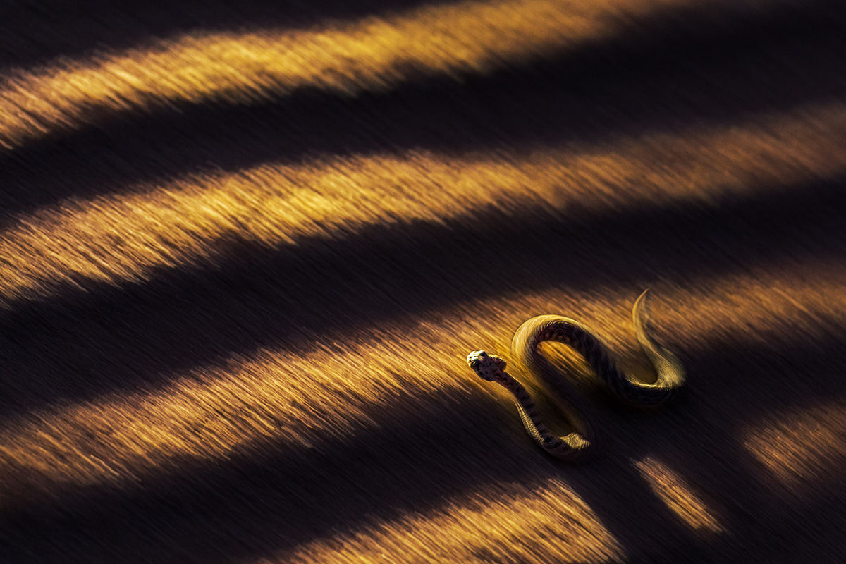 Kuwait&rsquo;s Wildlife Photographer Shines on the Global Stage