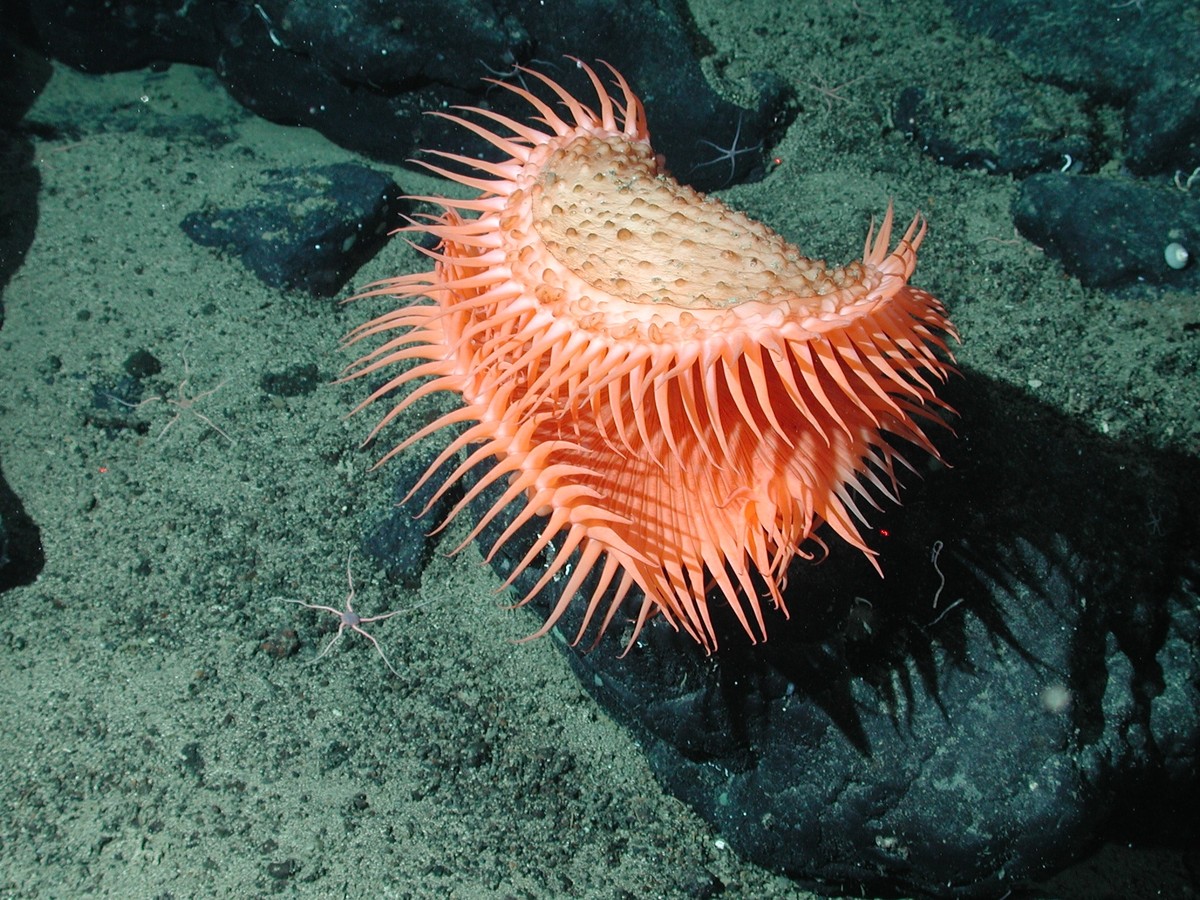 Only 0.001% of the ocean floor visually explored, study warns