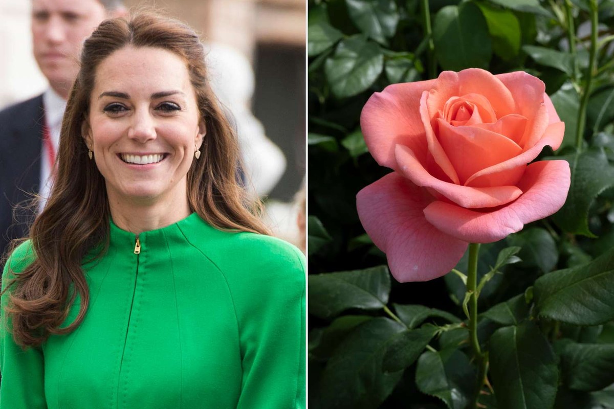 New rose named after Princess of Wales to celebrate nature's healing power