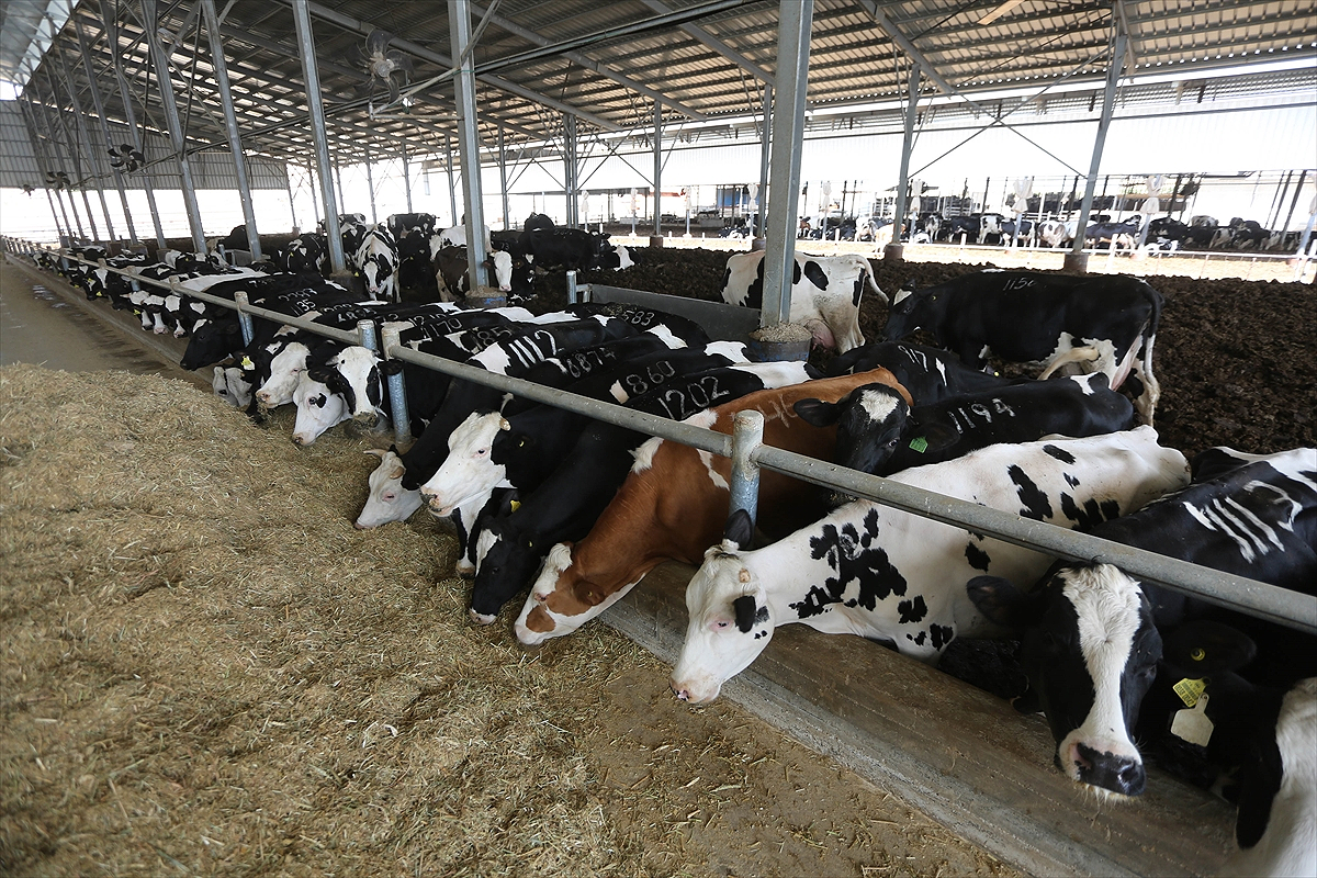 Foot-and-Mouth Hits 12,800+ Cattle, 192 Dead In Kuwait