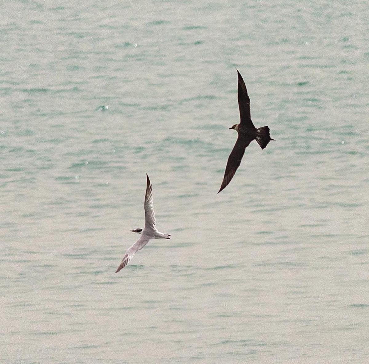 Kuwaiti-international team spots rare oceanic birds in Kuwaiti waters