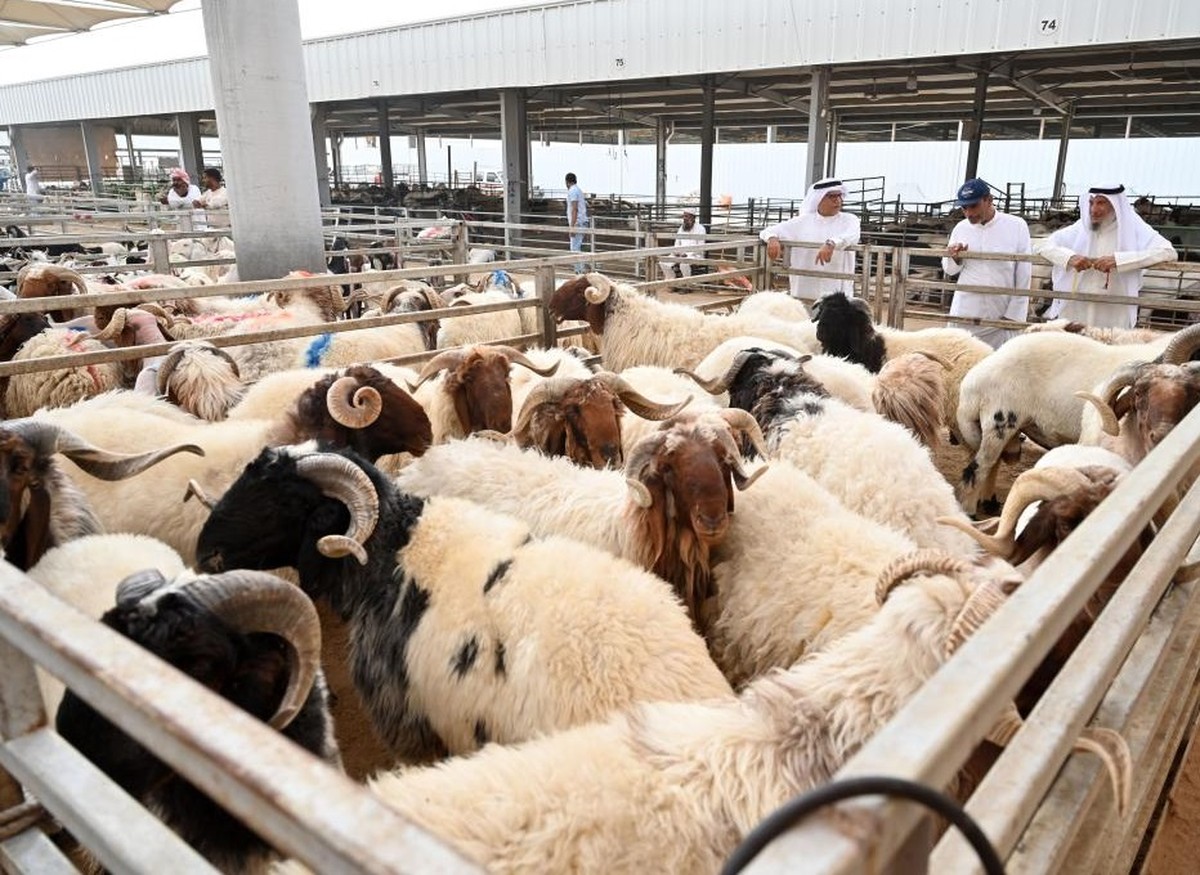 Despite High Supply, Sacrificial Sheep Prices Remain Elevated In Kuwait