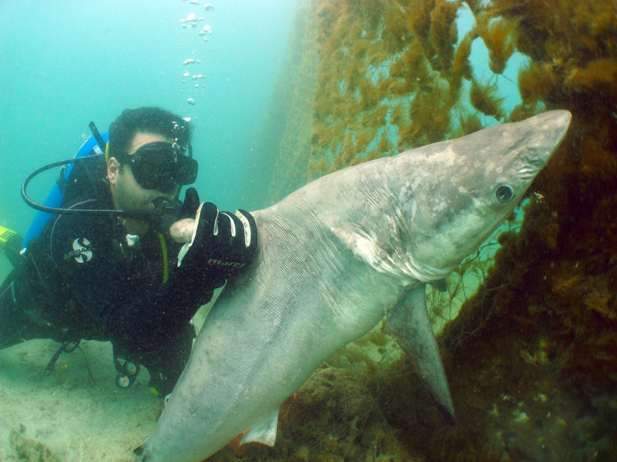 Shark and jellyfish sightings surge in Kuwaiti waters during summer