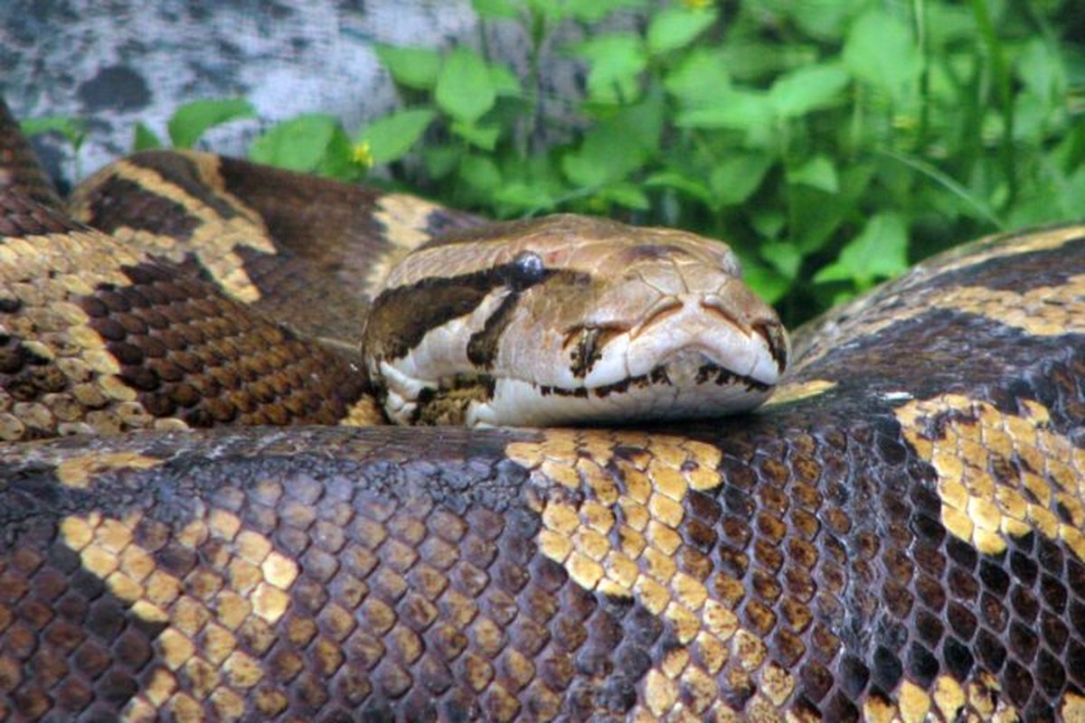 Giant python crushes and devours man in Indonesia