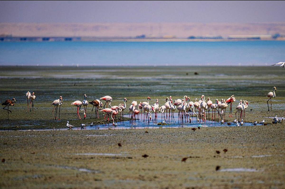 Migratory Flamingos Make A Surprise Summer Appearance In Kuwait