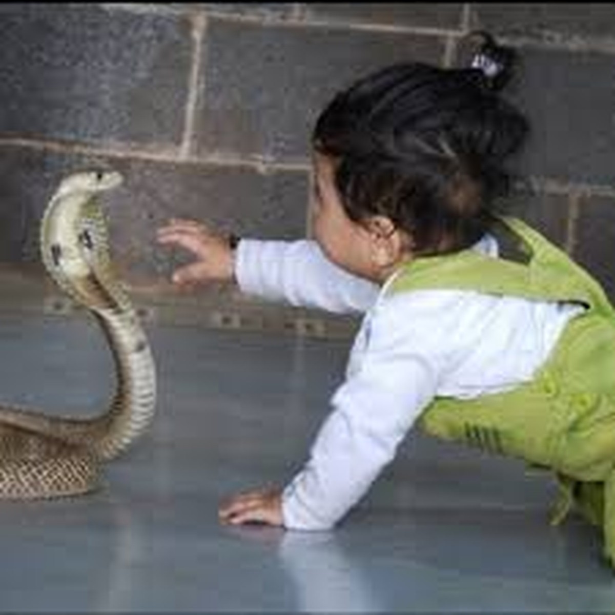 Toddler in India kills cobra by biting it in a rare twist