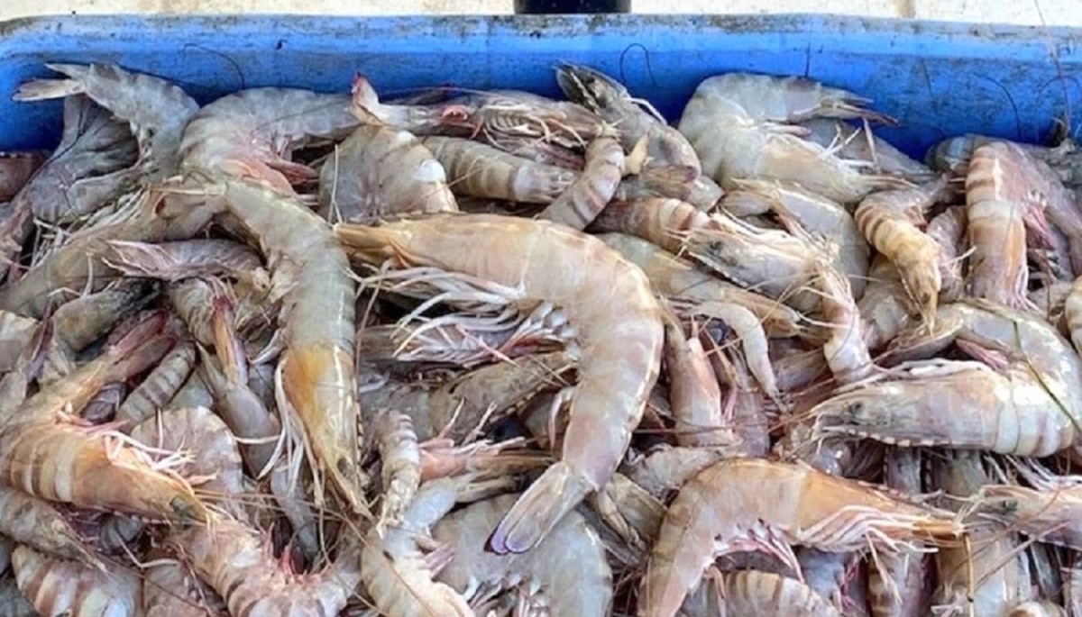Kuwait opens shrimp fishing season in economic zone