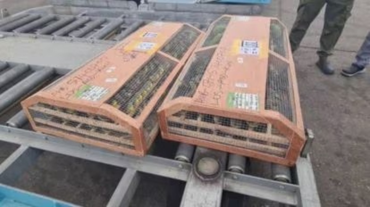 Nigeria intercepts massive illegal bird shipment bound for Kuwait