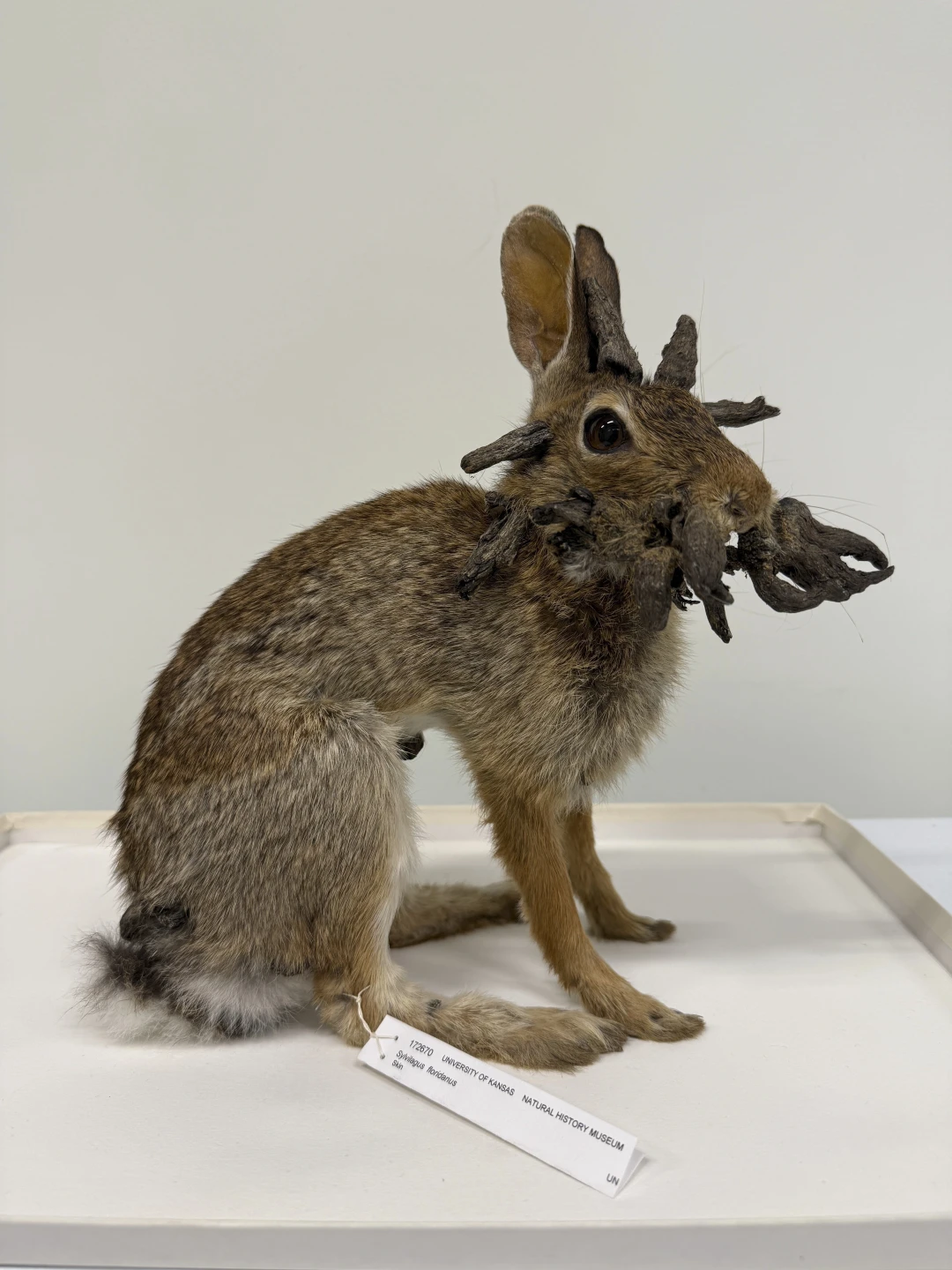 Horned Rabbits? Here&rsquo;s the Weird but True Story