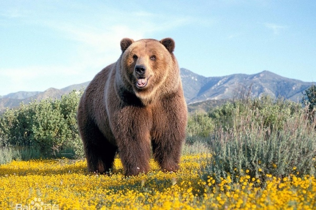 Mongolia issues bear warning after multiple reported sightings