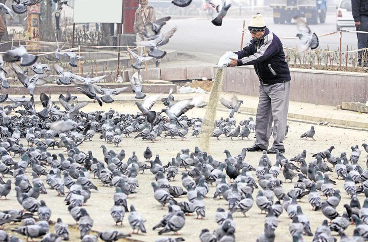 Now, Throwing Food In Public To Feed Birds Or Animals Can Cost You KD 500
