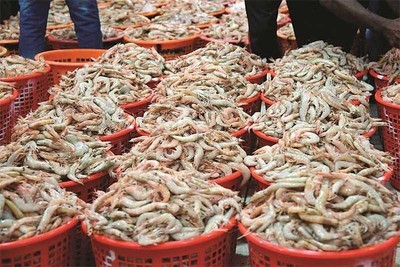 Kuwait fishermen urge reforms and wider access to fishing areas