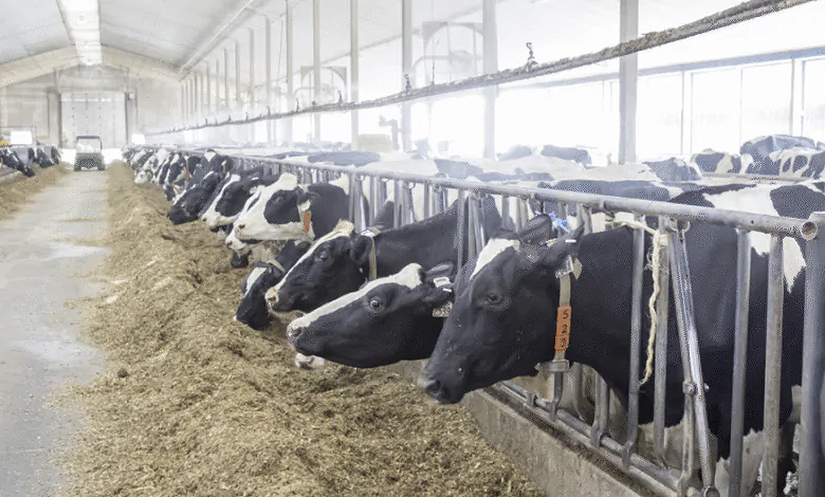 Kuwait Declares Victory Over Foot-and-Mouth Disease