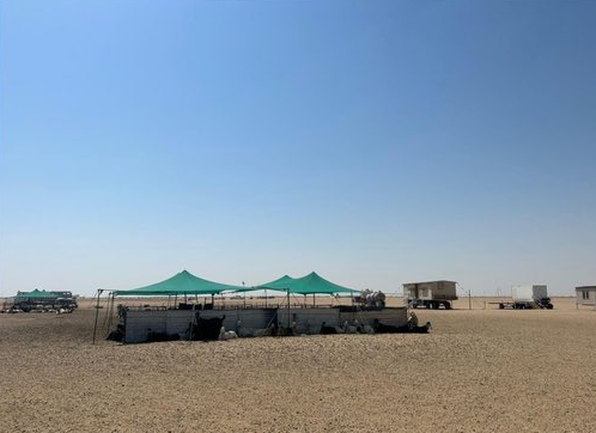 Kuwait to Clear Livestock Tents for Renewable Energy Project in Al-Jahra