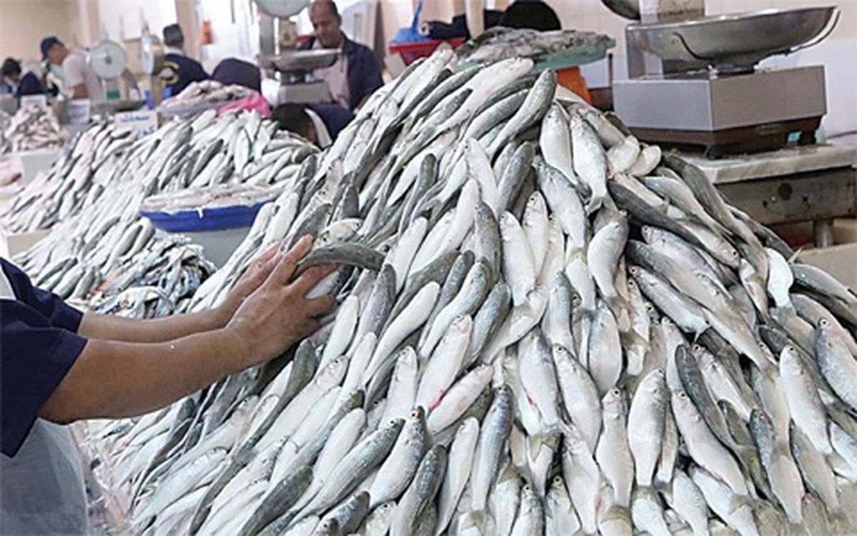 Fishing for mullet &lsquo;meide&rsquo; resumes in Kuwait Bay after 22 years ban