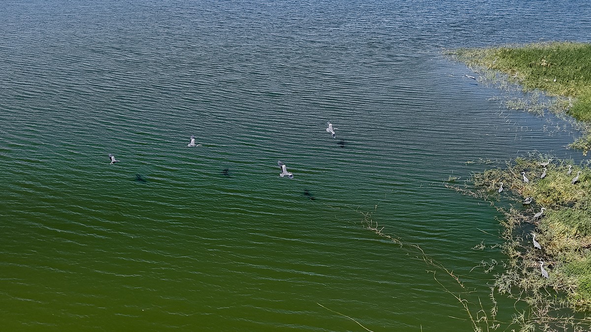 From desert to oasis: Seasonal rains bring new life to Kuwait&rsquo;s arid lands