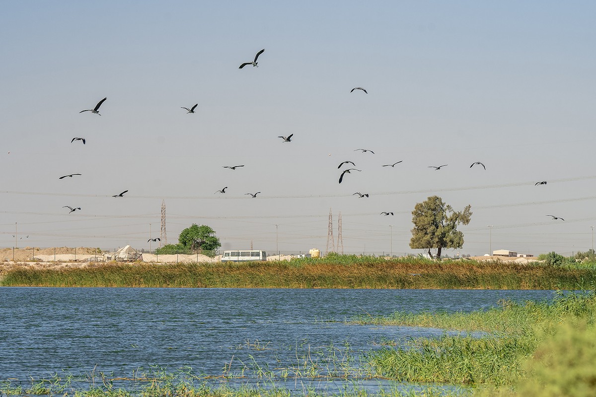 From desert to oasis: Seasonal rains bring new life to Kuwait&rsquo;s arid lands