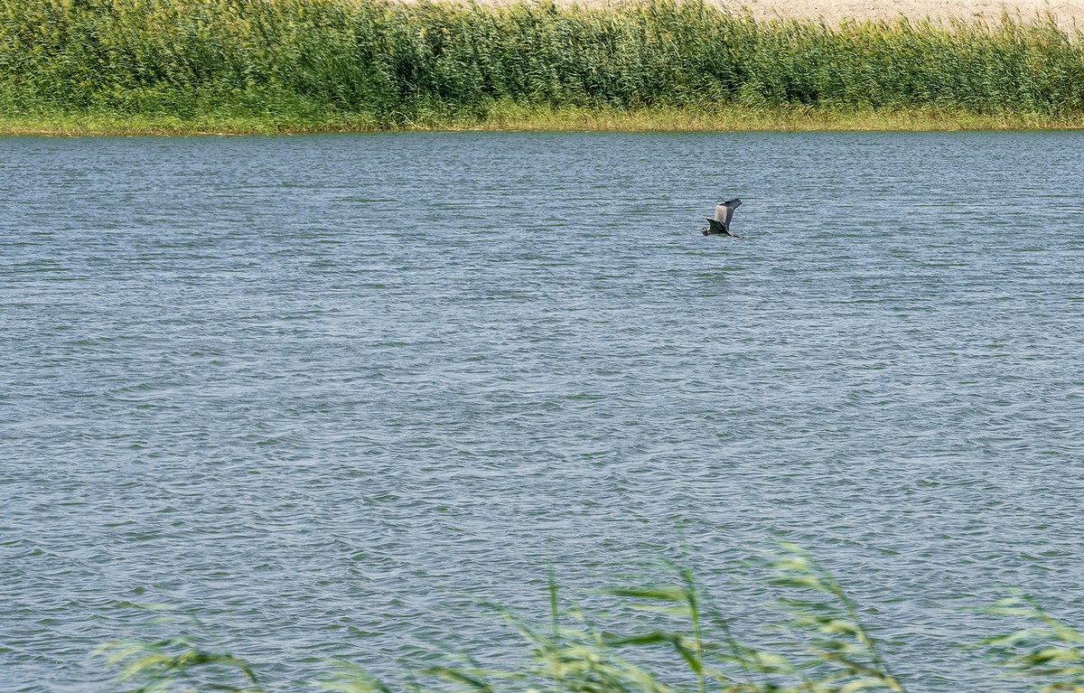 From desert to oasis: Seasonal rains bring new life to Kuwait&rsquo;s arid lands