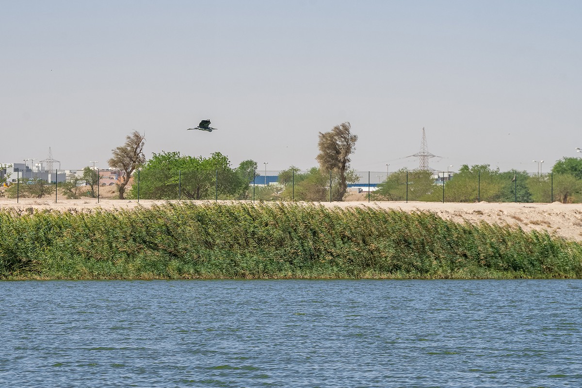From desert to oasis: Seasonal rains bring new life to Kuwait&rsquo;s arid lands