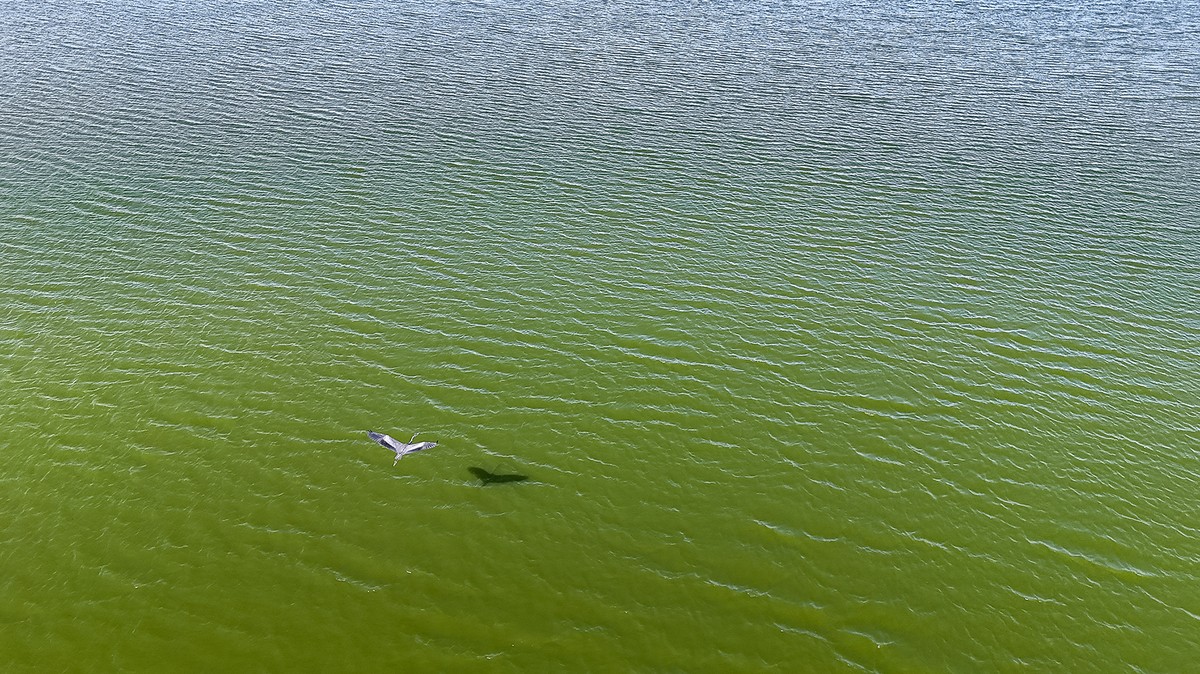 From desert to oasis: Seasonal rains bring new life to Kuwait&rsquo;s arid lands