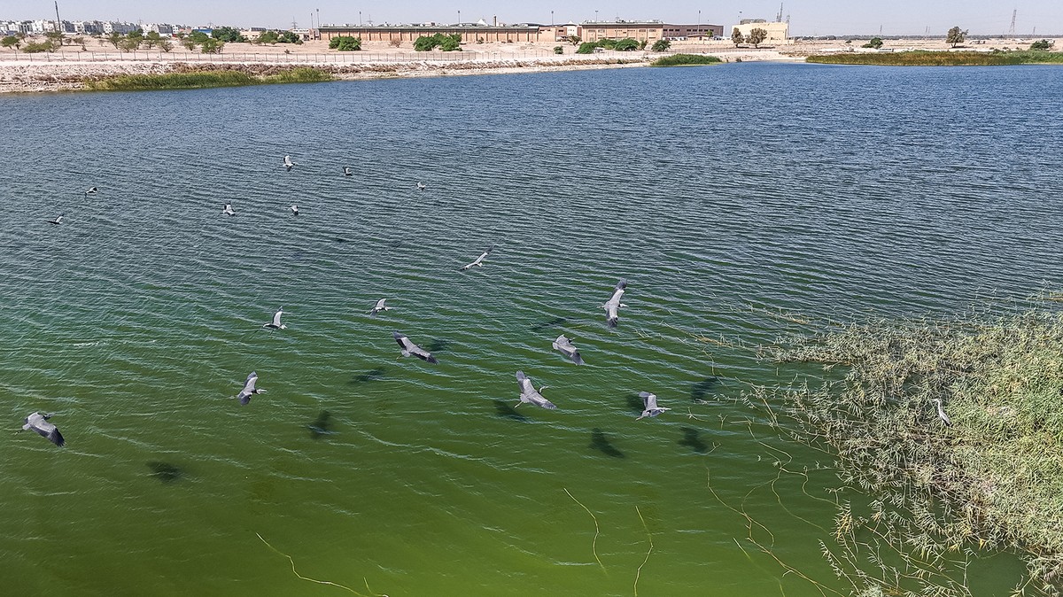 From desert to oasis: Seasonal rains bring new life to Kuwait&rsquo;s arid lands